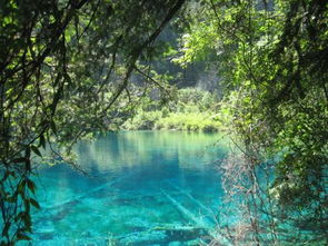 生活中到都是美景作文600字作文開頭