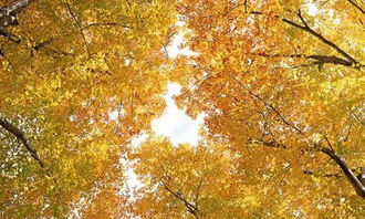 環(huán)境描寫開頭借物抒情800字作文