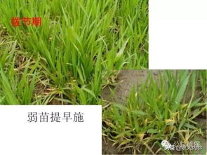 苜蓿高產(chǎn)栽培管理與加工調(diào)制(苜蓿的栽培與應用)