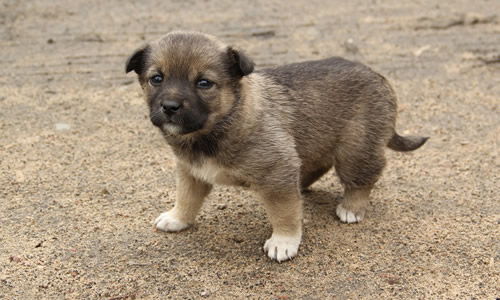 淘氣的小狗作文開頭