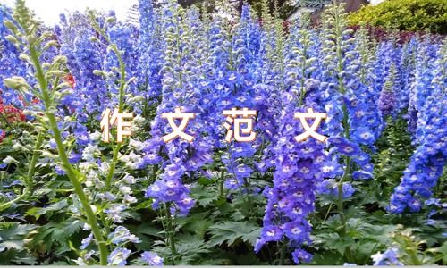 托物喻人作文的開頭