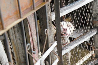 狗看見陌生人作文開頭