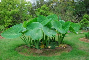 由植物園開頭作文