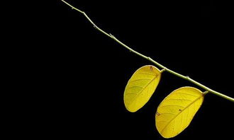 一片樹(shù)葉的故事作文開(kāi)頭