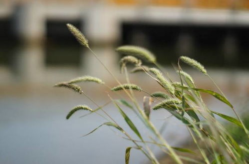 歲月的好作文開頭