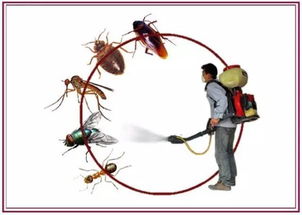 關(guān)于四害消殺通知(關(guān)于開展蚊蠅消殺的通知)