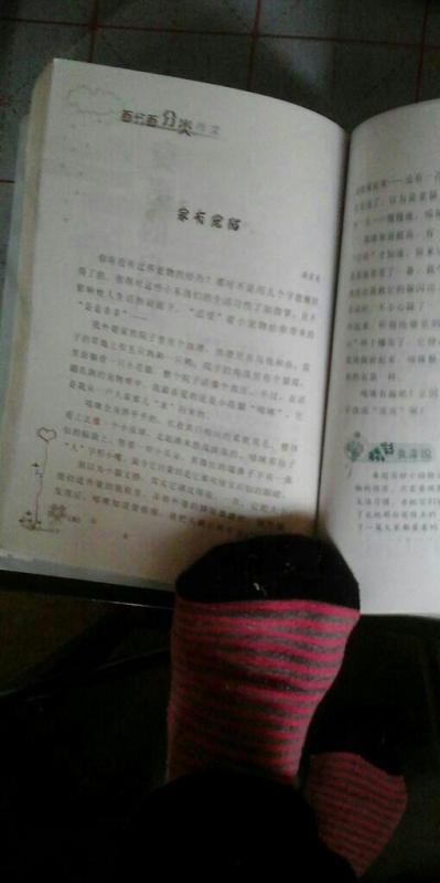 我和動物的故事作文精美開頭