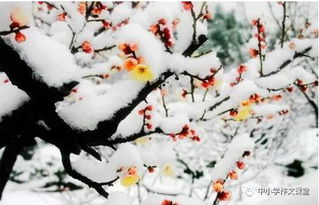 冬天開頭結尾的作文素材