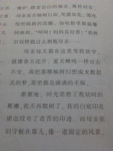 親情描寫作文600字作文開頭