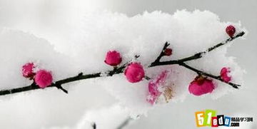 寒梅作文開(kāi)頭法