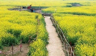 關(guān)于油菜花節(jié)作文開頭