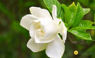 寫梔子花海作文的開頭