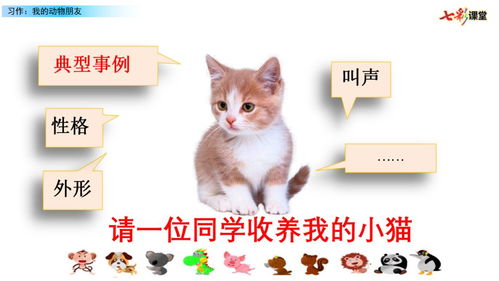 我的動(dòng)物朋友貓作文開(kāi)頭