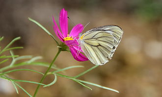 生活感悟作文開頭和結(jié)尾