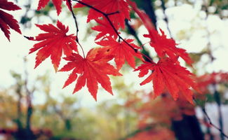 寫(xiě)景作文我的家鄉(xiāng)開(kāi)頭