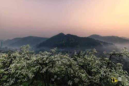 關(guān)于梨花溪的作文開(kāi)頭