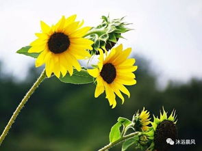 做一株向陽而生的花作文開頭