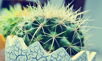 寫仙人球作文開(kāi)頭