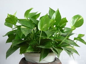 綠蘿100作文開(kāi)頭