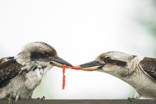作文,野生動(dòng)物,開(kāi)頭