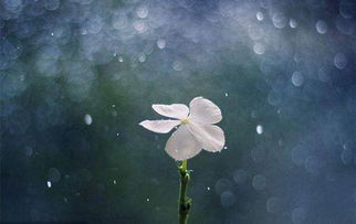 如何寫景作文的開頭