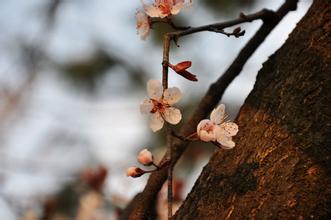 秋風(fēng)起了的作文開頭