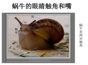 蝸牛毛毛蟲蚯蚓的作文開頭