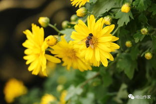 語(yǔ)文從身邊輕輕走過作文開頭