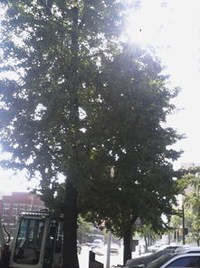 成都銀杏作文開頭