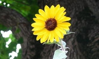 原來我也很勇敢800字作文開頭怎么寫