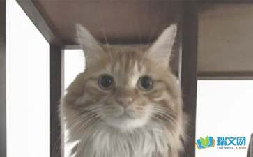 關(guān)于貓的作文怎么寫(關(guān)于貓的作文怎么寫)