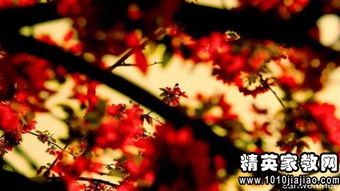 作文的寫景開頭優(yōu)美句子摘抄大全