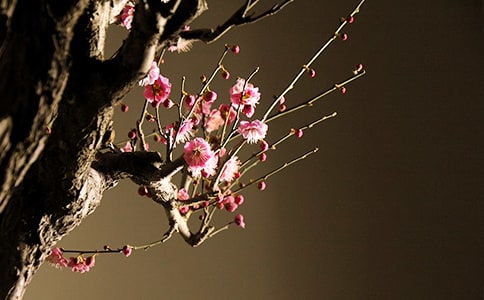 梅花托物言作文開頭