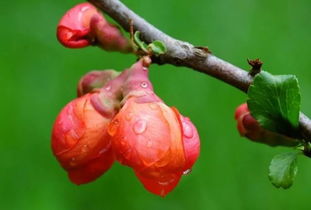 寫植物用借物抒情的手法的作文開頭