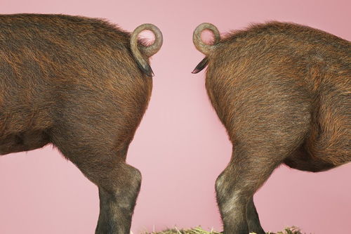 保護(hù)野生動(dòng)物作文開(kāi)頭,保護(hù)野生動(dòng)物作文開(kāi)頭結(jié)尾,保護(hù)野生動(dòng)物作文