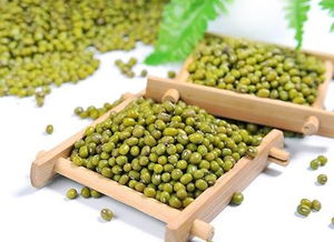 綠豆長(zhǎng)葉了作文開頭