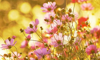 生命的綻放作文開頭