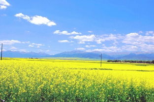 油菜花作文開頭排比