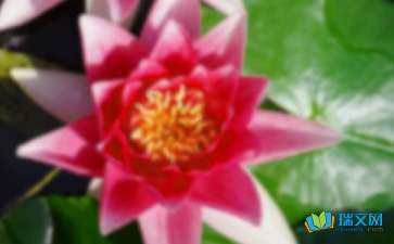 關(guān)于荷花荷葉的作文(荷花荷葉的作文250字)