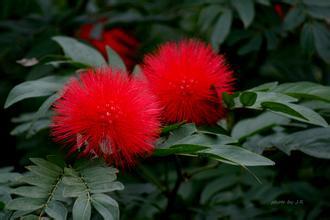 我喜歡植物的作文開頭結(jié)尾怎么寫