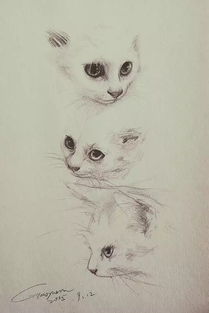 貓的作文(貓的作文)