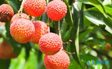 家鄉(xiāng)荔枝的作文開頭