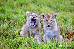 動(dòng)物與人類和平相處的作文開頭