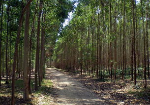 林地(林地開發(fā)合作)