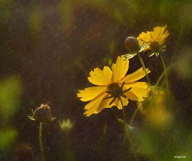 初三遇見更好的自己作文開頭