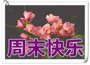 我的周末時(shí)光作文好的開(kāi)頭