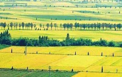 新型農(nóng)業(yè)經(jīng)營(yíng)主體(我國(guó)新型農(nóng)業(yè)經(jīng)營(yíng)主體融資模式)