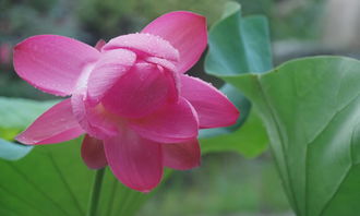 夏天的收獲作文開頭