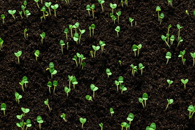 描寫生命力頑強的植物作文開頭