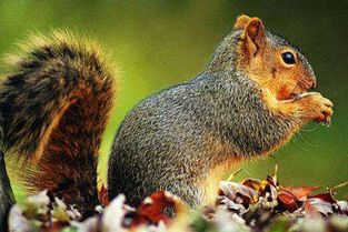 寫小松鼠作文的開頭